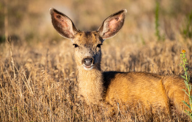 A Mule Deer Doe Resting in the Summer Morning Sun