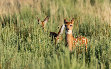 A White-tailed Deer Fawn in a Field