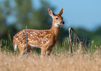 A White-tailed Deer Fawn in a Field