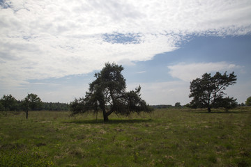 Scots pine (Pinus sylvestris) in heathland in Drents-Friese Wold National Park, Friesland, Netherlands