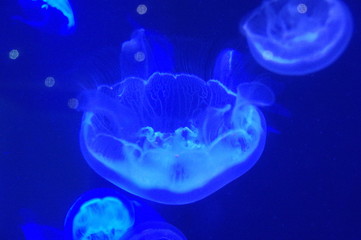 jellyfish