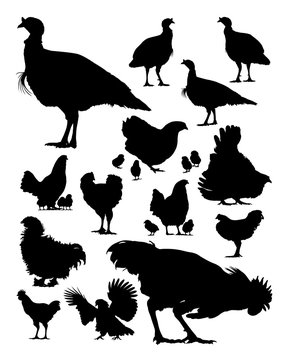 Turkey and chicken silhouette. Good use for symbol, logo, web icon, mascot, sign, or any design you want.