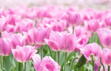 Fresh colorful tulips