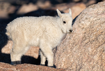 An Adorable Baby Mountain Goat Kid in the Rocky Mountains - Colorado