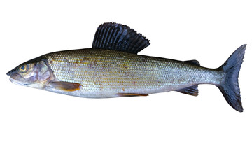 Arctic grayling fish isolated on white background. Freshwater fish. Amazing sports fish.