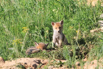 Je monte la garde, tu peux dormir tranquille