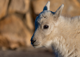Obraz premium An Adorable Baby Mountain Goat Kid in the Rocky Mountains - Colorado