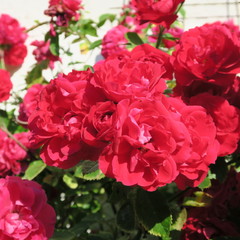 bang red climbing rose with many flowers in the summer