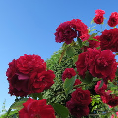 bang red climbing rose with many flowers in the summer