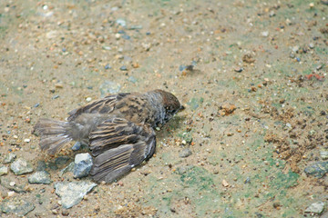 Birds fall from the nest on the tree,Sparrow bird on the ground