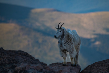 A Mountain Goat at a Cliff Ledge