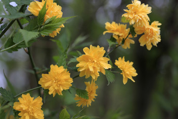 Ranunkelstrauch oder Goldröschenstrauch  (Kerria japonica) Blüten