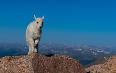 An Adorable Baby Mountain Goat Kid in the Rocky Mountains - Colorado