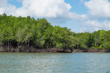 Mangrove forests are abundant, Phang Nga, Thailand.