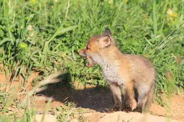 Renardeau se léchant les babines