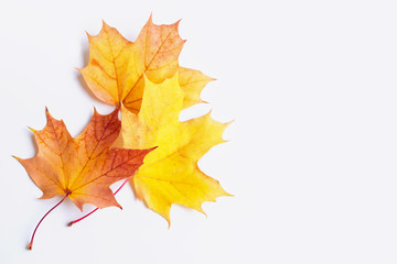 Bright colorful autumn leaves