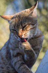 Cat young male cute animal portrait close up, in park door gate brown color pet domestic 