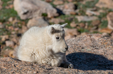 A Baby Mountain Goat Kid At Mount Evans - Colorado