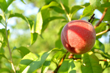 Peach in the tree. Summer fruit