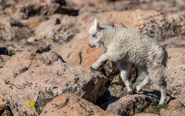 A Baby Mountain Goat Kid At Mount Evans - Colorado