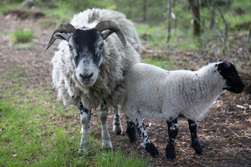 Sheep with lamb