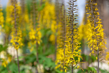 background ligularia yellow broun green flower blur