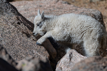 A Baby Mountain Goat Kid At Mount Evans - Colorado
