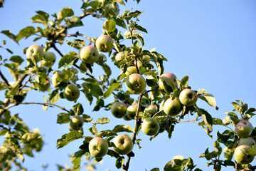 Apples on a branches