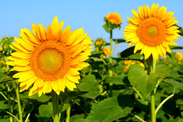 Sunflowers in the field. Yellow summer flowers
