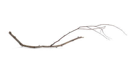 Dry birch branch isolated on white background