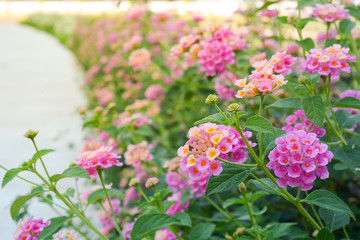 Lantana camara flower blooming during summer. (wild sage, cloth of gold, tickberry) 