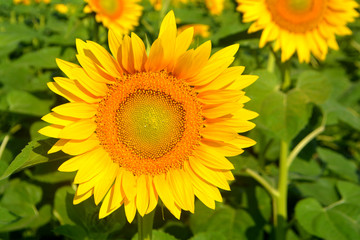 Sunflowers in the field. Yellow summer flowers