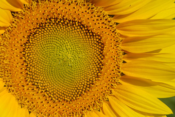Sunflowers in the field. Yellow summer flowers