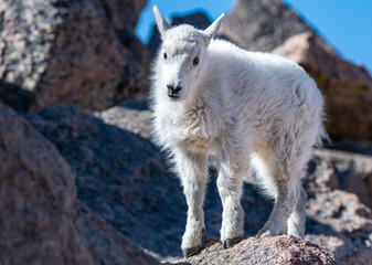 A Baby Mountain Goat Kid At Mount Evans - Colorado