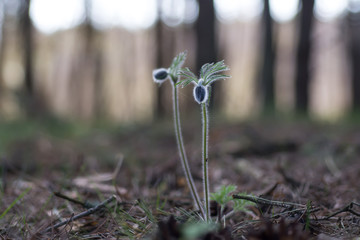 Wild flower. Greater pasque flower
