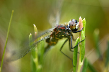 Closeup of a dragonfly