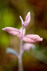 Closeup of pink plants