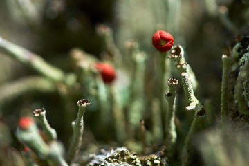 Small plants in closeup