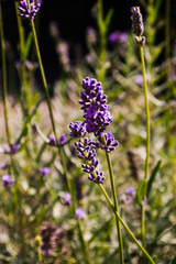 Closeup of lavender in summer