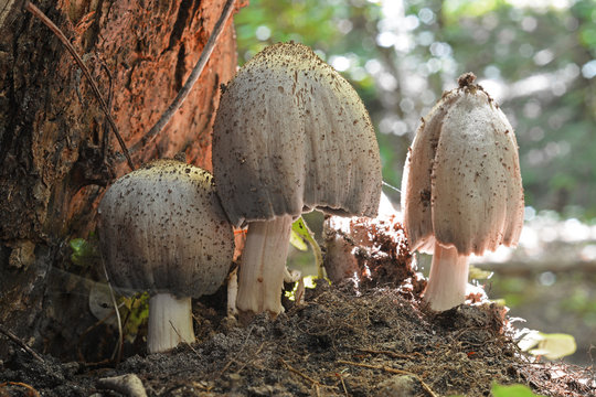 Coprinopsis atramentaria mushroom