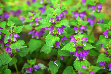 wild flowers growing in the forest 