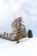 Ski resort in Dolomites Mountains, Carreza , Italy
