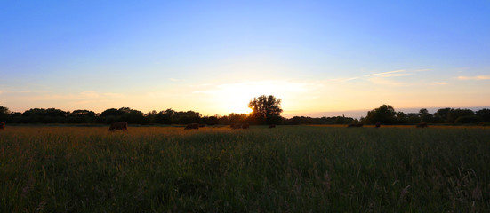 Obraz premium Evening Meadow