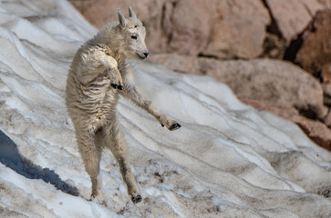 A Very Playful Baby Mountain Goat Lamb Frolicking in the Snow