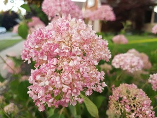 Beautiful Flowers of the Summer Season