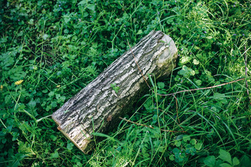 Log of wood is lying on green grass. A piece of tree in the nature.