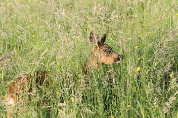 Chevrette dans la prairie au soleil couchant