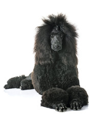 black standard poodle