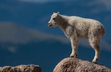 An Adorable Baby Mountain Goat Lamb Standing Alone On Top Of the Mountain