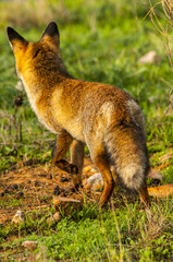 Red fox (Vulpes vulpes) in the field.